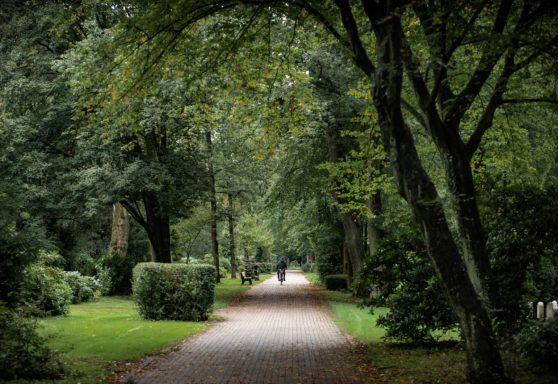 Foto eines ruhigen Parkwegs auf einem Friedhof, gesäumt von Bäumen, mit einem Radfahrer in der Ferne.