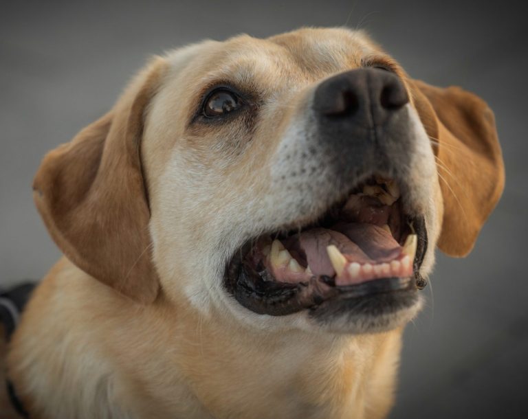 Foto von einem Labrador der aufmerksam auf sein Spielzeug schaut und wartet gespannt darauf, dass der Besitzer es loslässt.