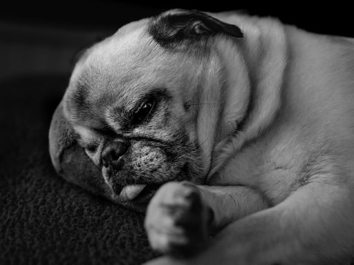 Mops in Schwarz-Weiß, schlafend auf einem gemütlichen Kissen.