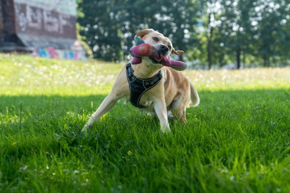 Hund im Park, spielt freudig mit einem bunten Stofftier auf einer grünen Wiese.