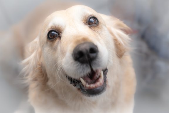 Fröhliches Porträt eines Golden Retrievers mit leuchtenden Augen und einem Lächeln.