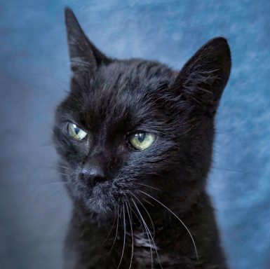 Nahaufnahme einer schwarzen Katze mit grünen Augen, die nachdenklich in die Ferne blickt.